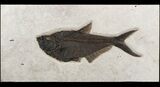Huge, Diplomystus Fish Fossil - Great Wall Mount #51337-1